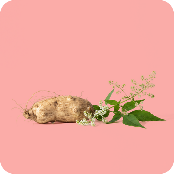 Wild Yam + Black Cohosh